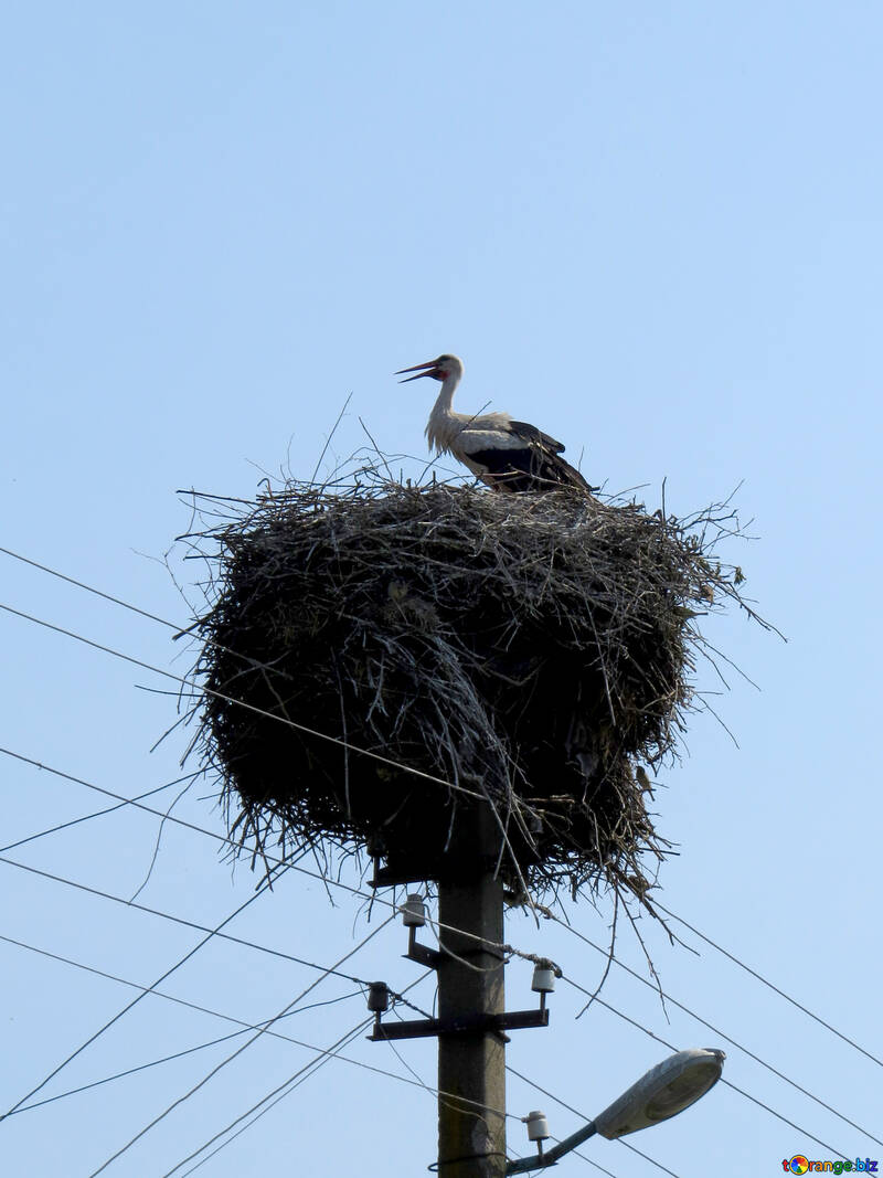 The stork in the nest №32385