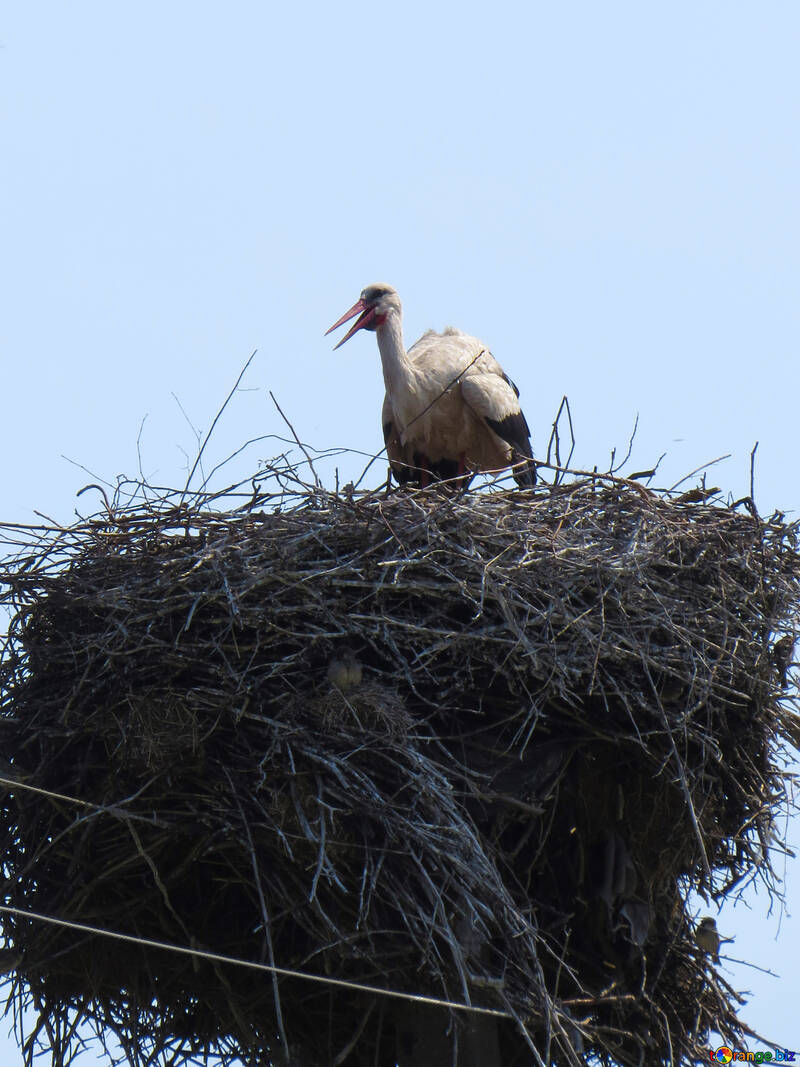 The Stork in the nest №32387