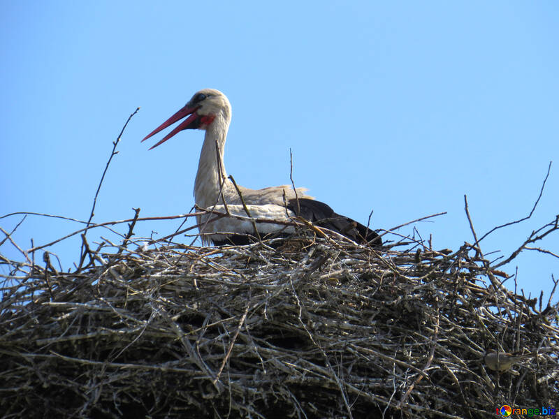 The stork in the nest large №32379