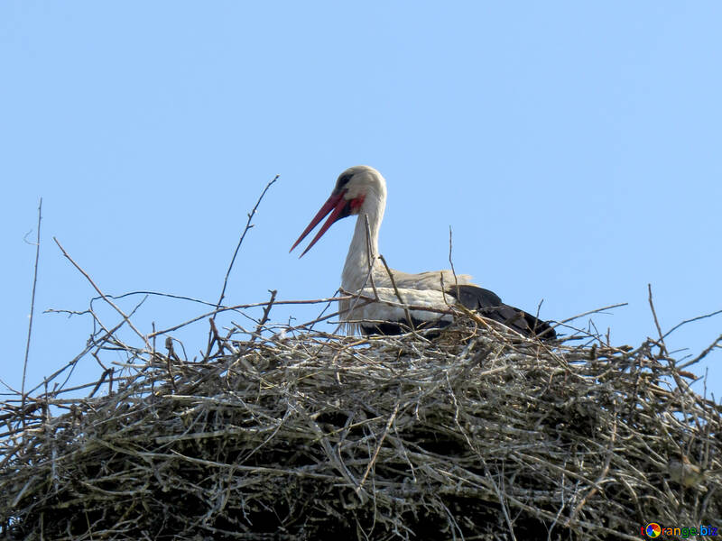 Cigüeña está sentado en el nido №32378