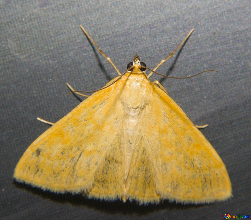 Schmetterling (Nachtfalter) №32305