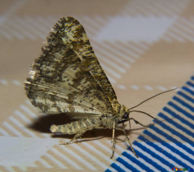 Нічний метелик крупно №32306
