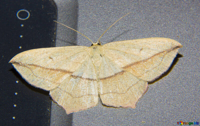 Night moth №32308