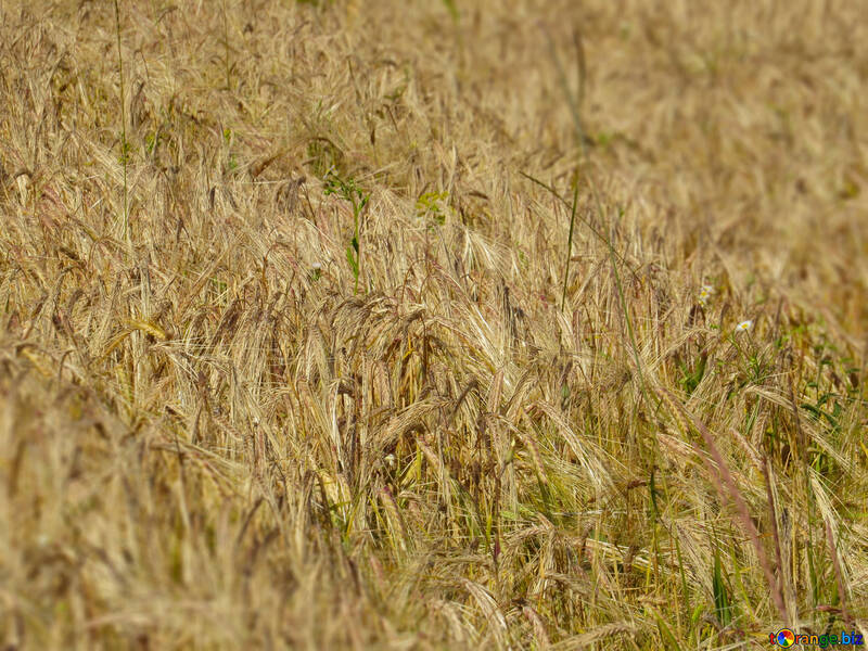 パン小麦の背景 №32519