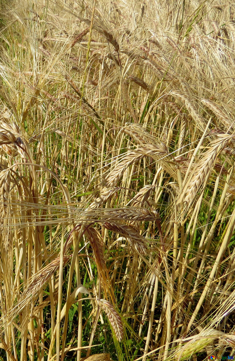 Bread wheat №32529