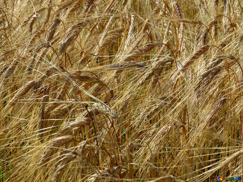Spikelets in the texture №32558