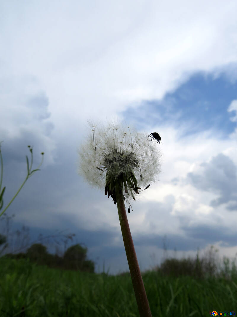 Dandelion against lightning sky №32464