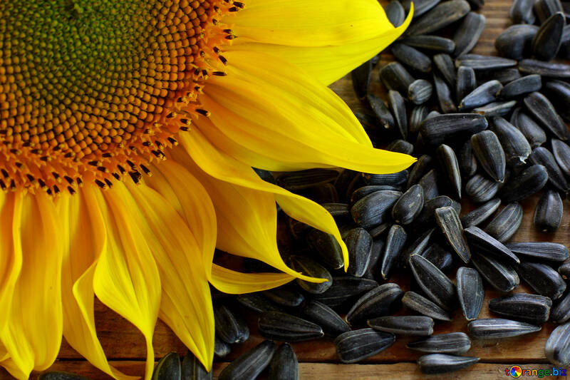 Wallpaper on the desktop for the lover of sunflower seeds №32751