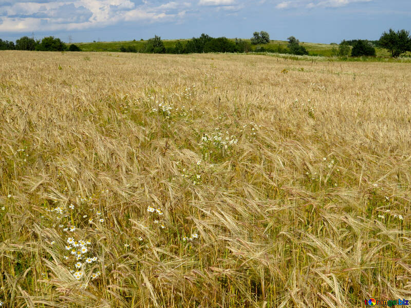 Ein Feld von Weizen №32499