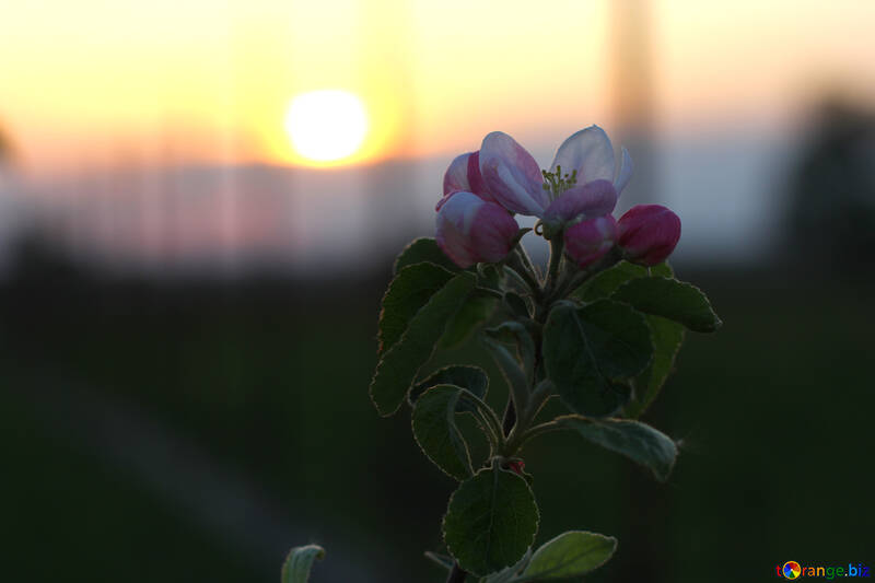 Arbre fleur au coucher du soleil №32437