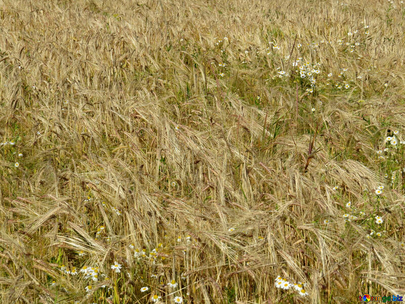 Bread grain fields №32498