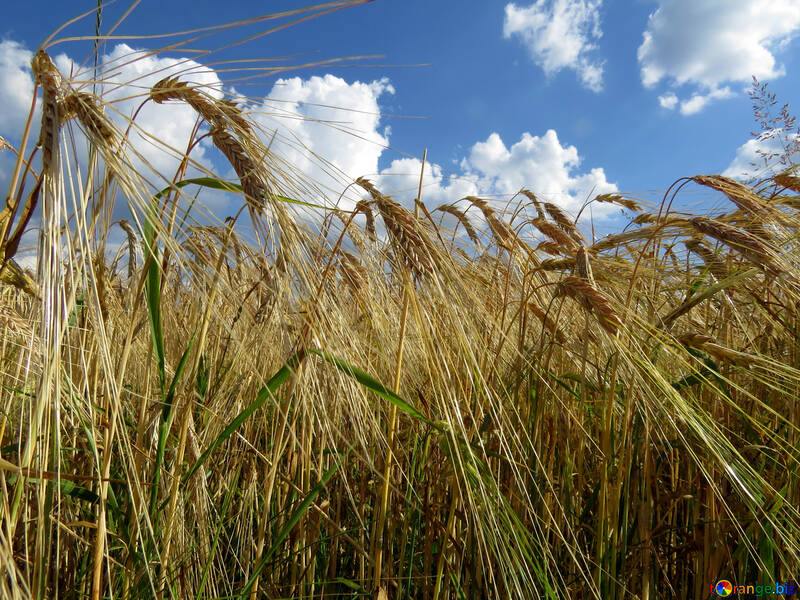 Bread grain fields and beautiful sky №32546
