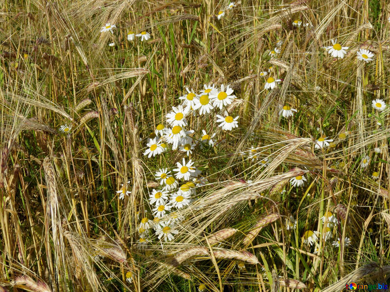 Daisy flowers in bread grain fields №32523