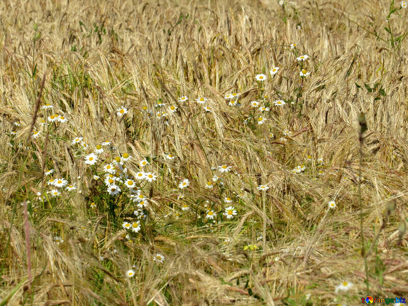 Flowers on bread grain fields №32517
