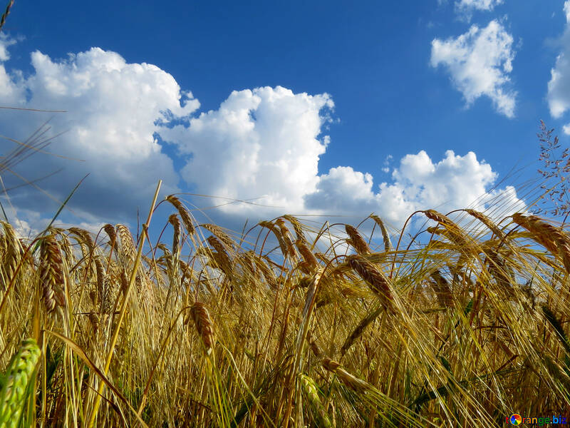 The sky over the bread grain fields №32551