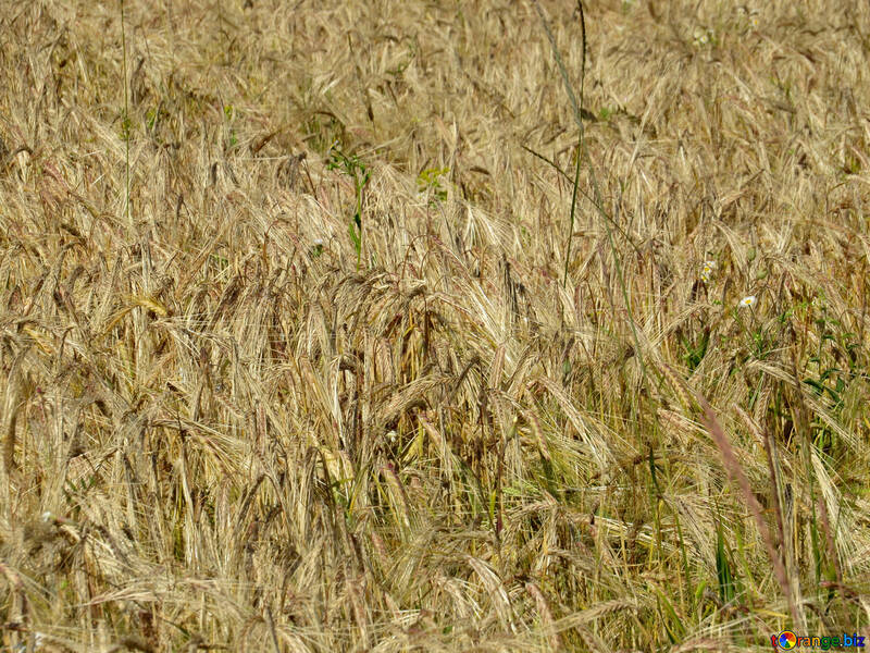 The texture of the bread grain fields №32518