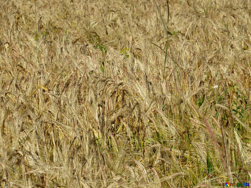 La texture della casella di pane №32518