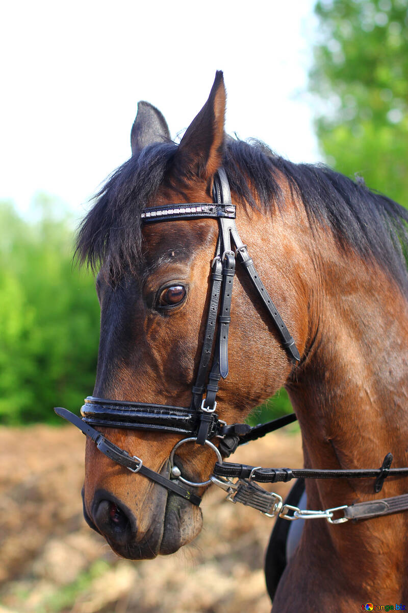 Horse in harness №32343