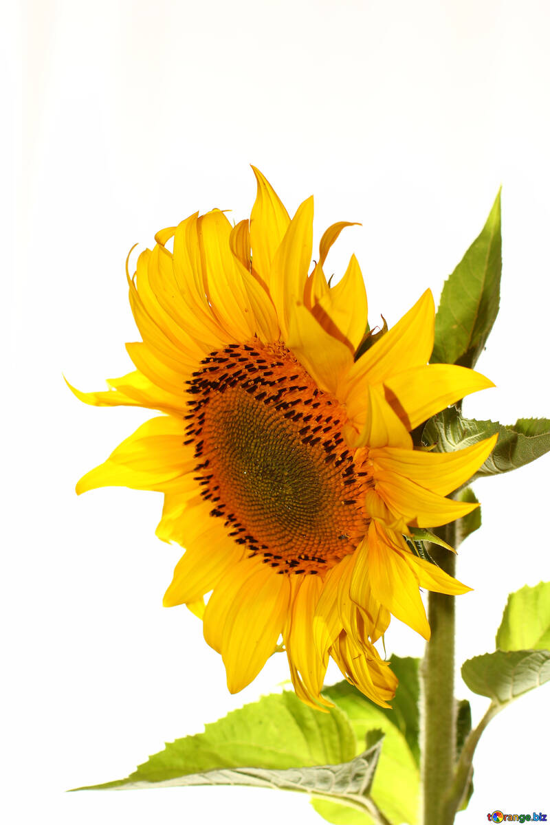 Beautiful flower sunflower isolated №32771