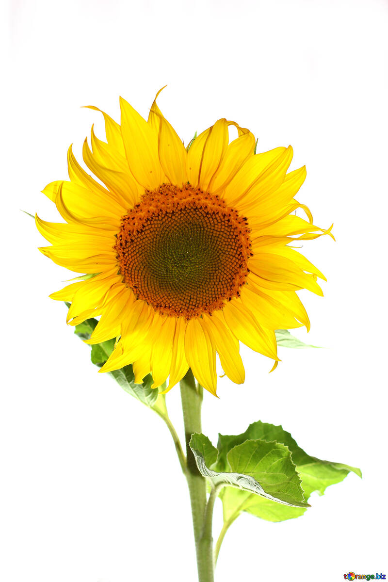 Квітка соняшник ізольовано №32784