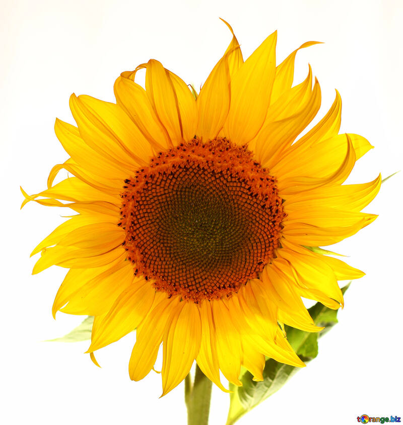 Flower sunflower isolated №32785