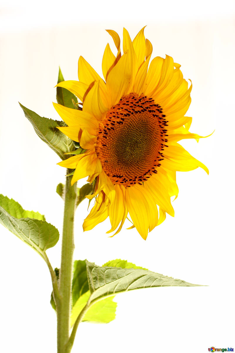 Sunflower isolated №32768