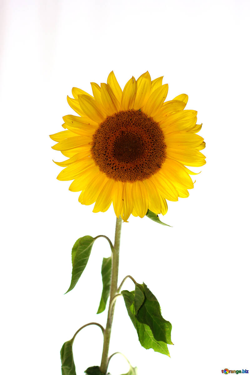 Sunflower flower on isolated white background №32794