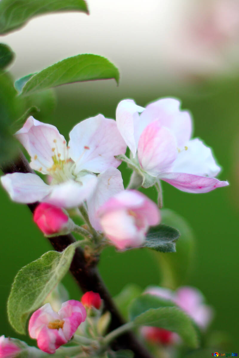 Makro Blume Apple №32432