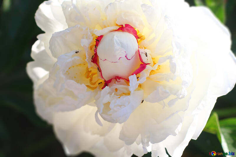 Close-up white flower bud №32663