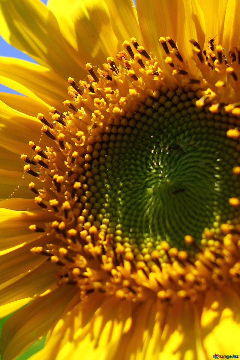 Квітка соняшника макро №32681