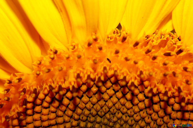 Mitte der Sonnenblume Makro №32778