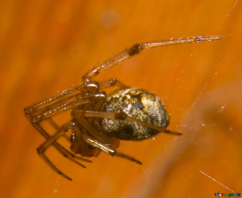 Spider macro №32316
