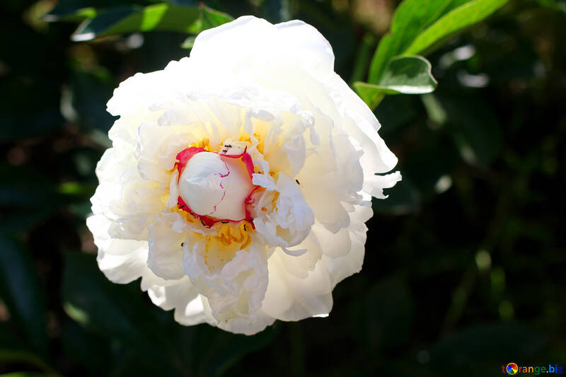Hermosa flor peonía blanca №32662