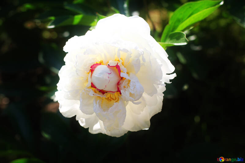 Große Blume mit weißem Hintergrund №32664