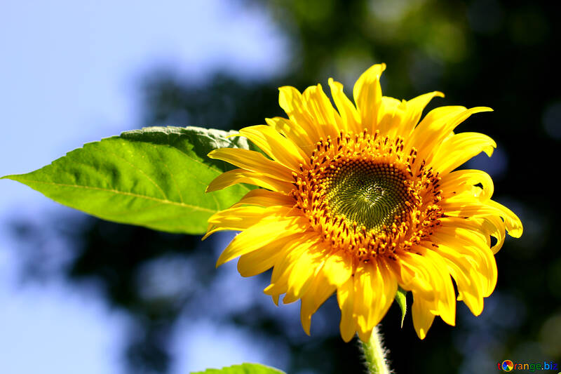 Decorative sunflower №32686