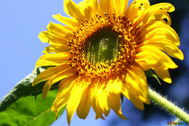 Соняшник квітка №32677