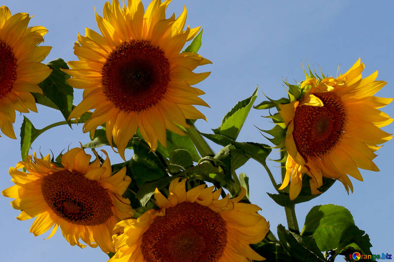 Sunflowers against the blue sky №32693