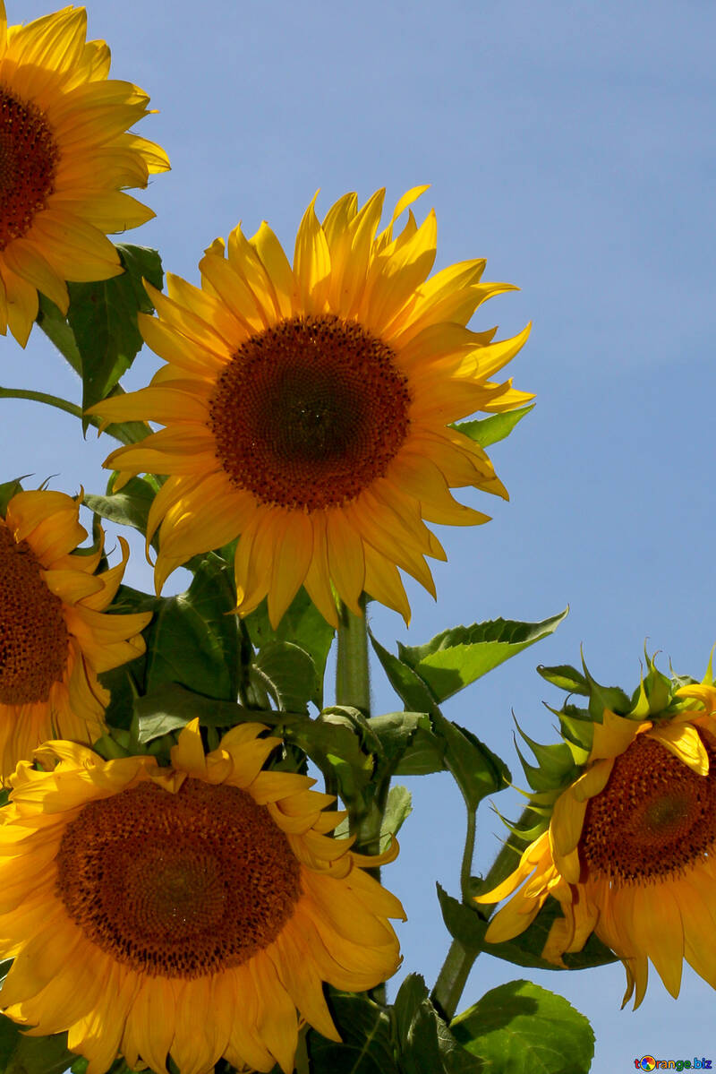 Sunflowers on blue background №32695