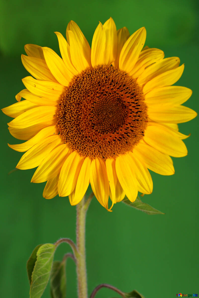 Sunflower on green background №32800