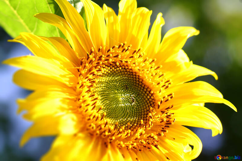 Sunflower №32685