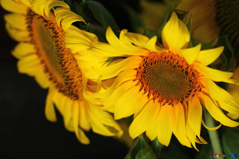 Bright flower of sunflower №32804