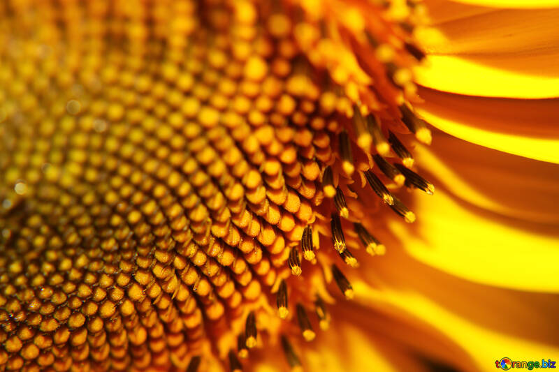Desktop with sunflower №32777