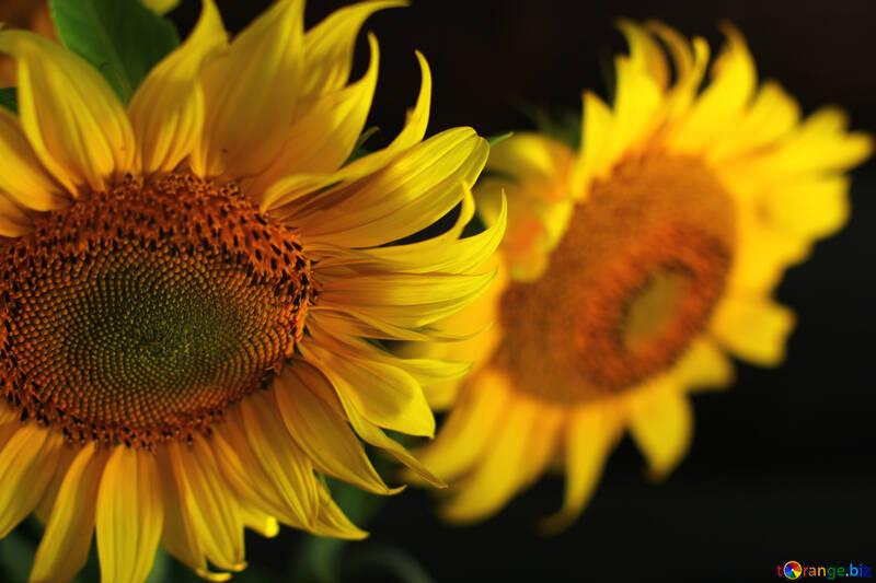 Sunflowers on the desktop №32814