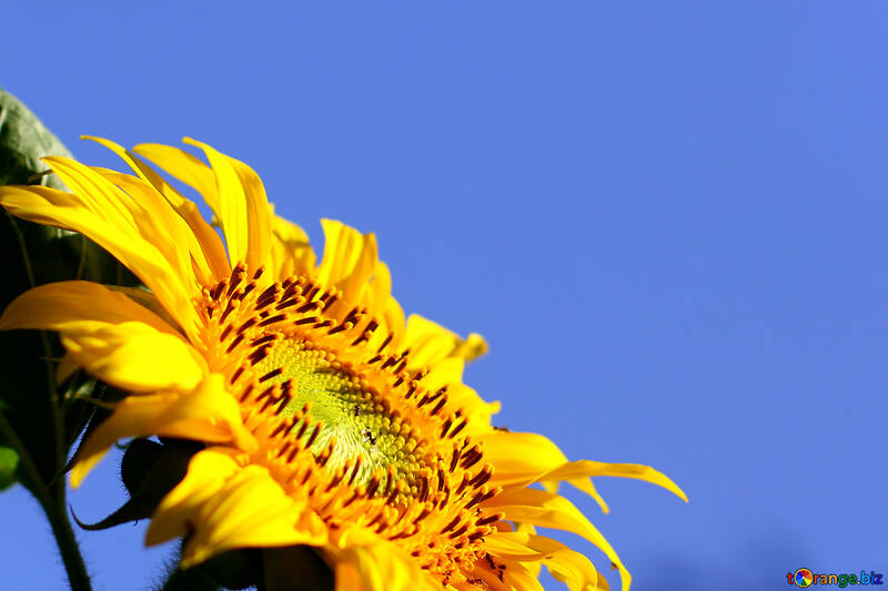 Sunflowers on blue background on the desktop №32683