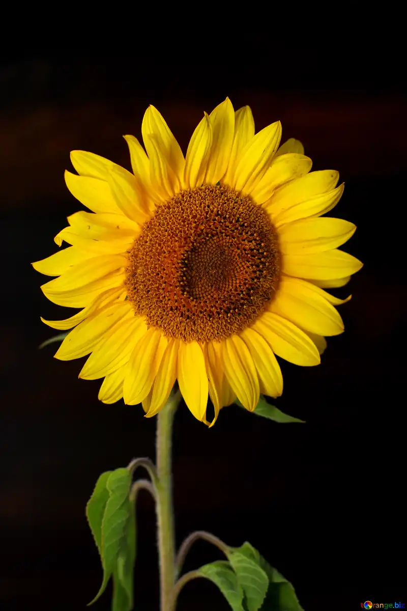 Sunflower Black Background Images Browse 99891 Stock Photos  Vectors  Free Download with Trial  Shutterstock