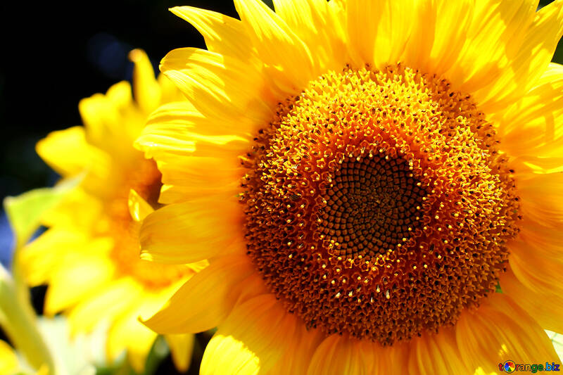 Solar flower №32831