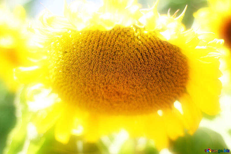 Solar flower №32836