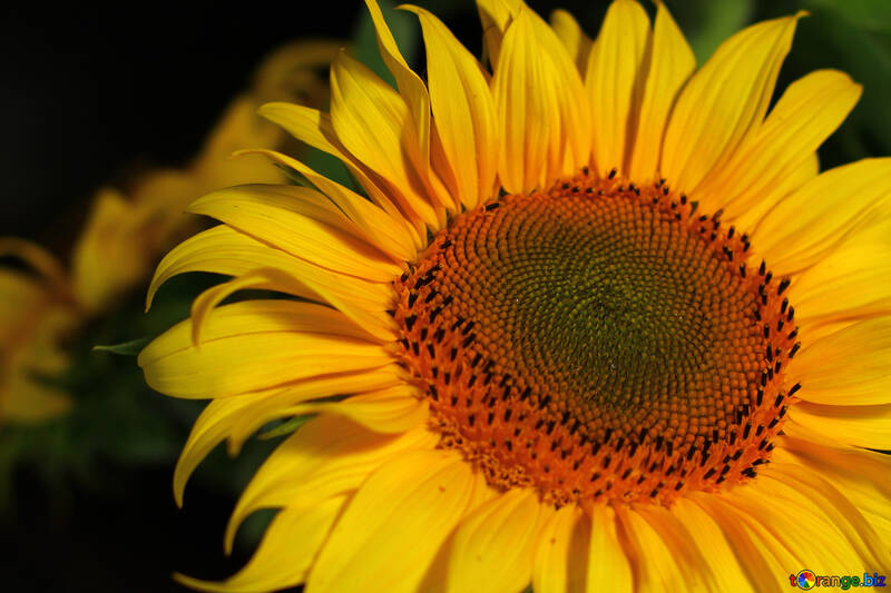 A yellow flower №32820