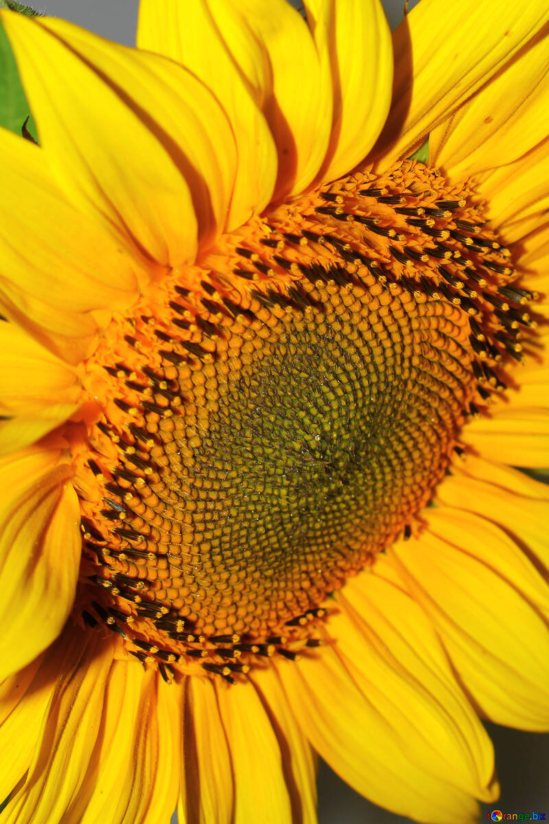 Sunflower №32773