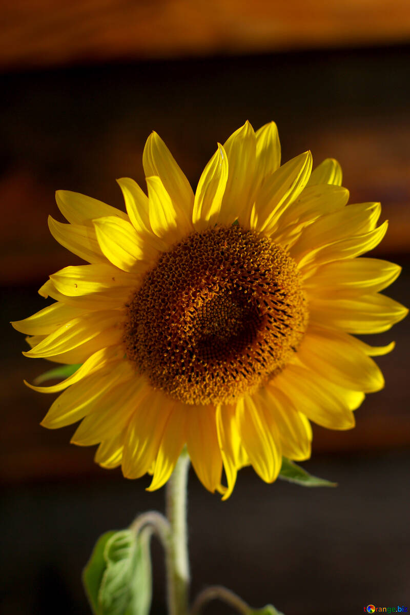 Sunflower №32799